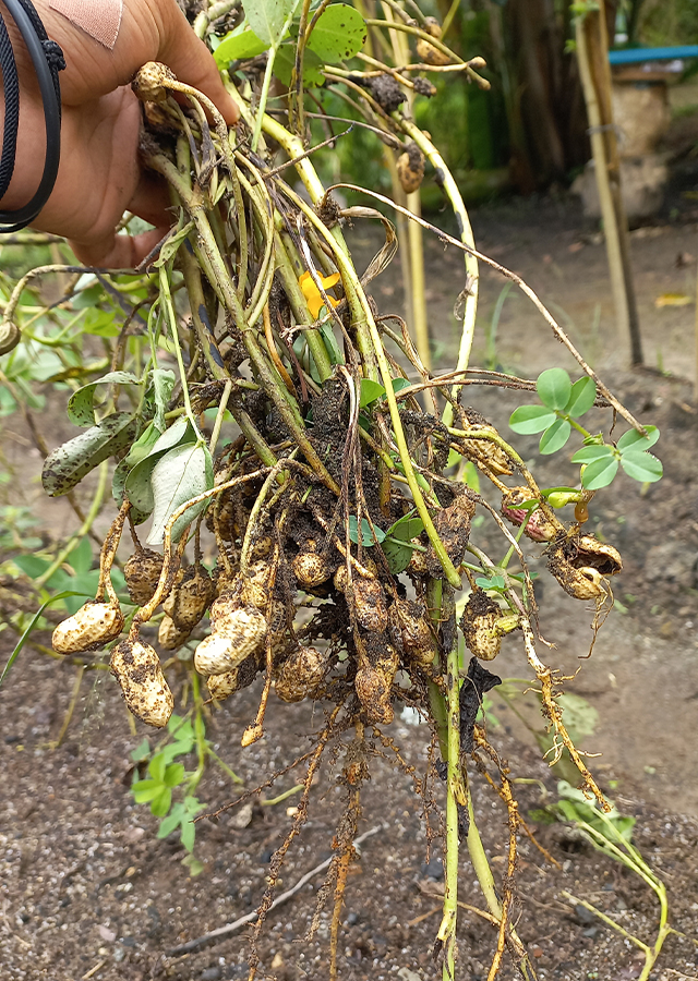 Penyebaran Kacang Tanah