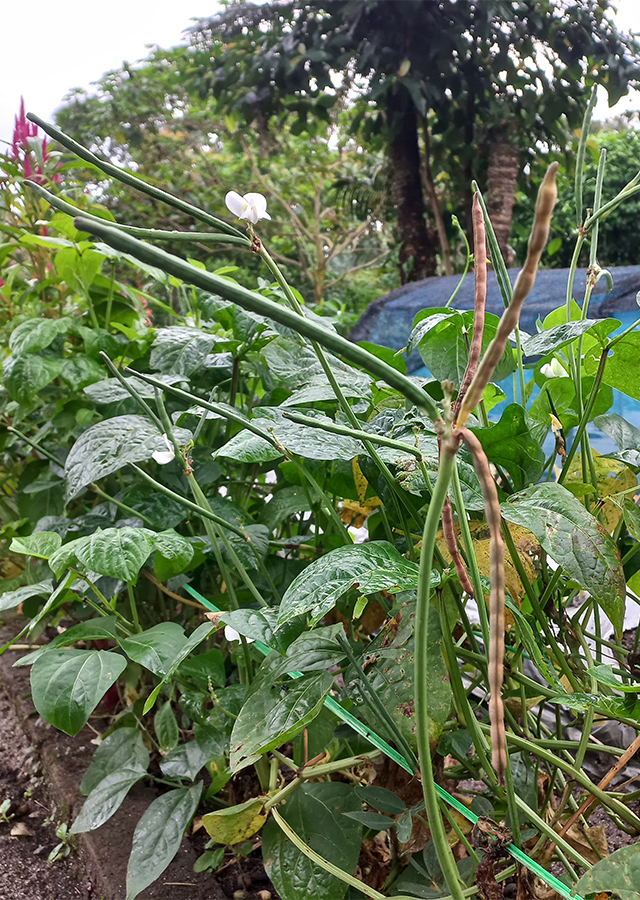 Penyebaran Kacang Tunggak