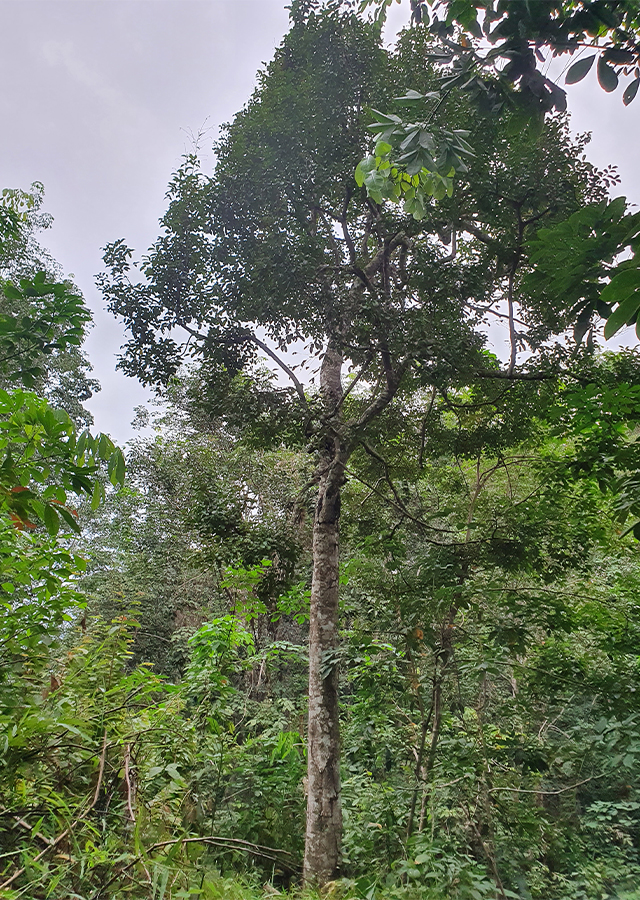 Penyebaran Kayu Gaharu