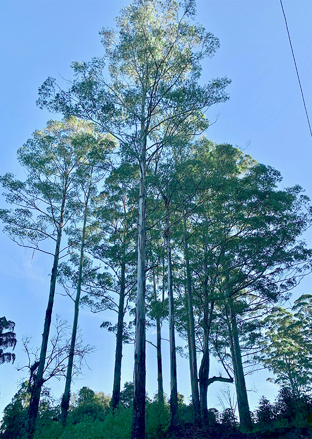 Penyebaran Kayu Putih