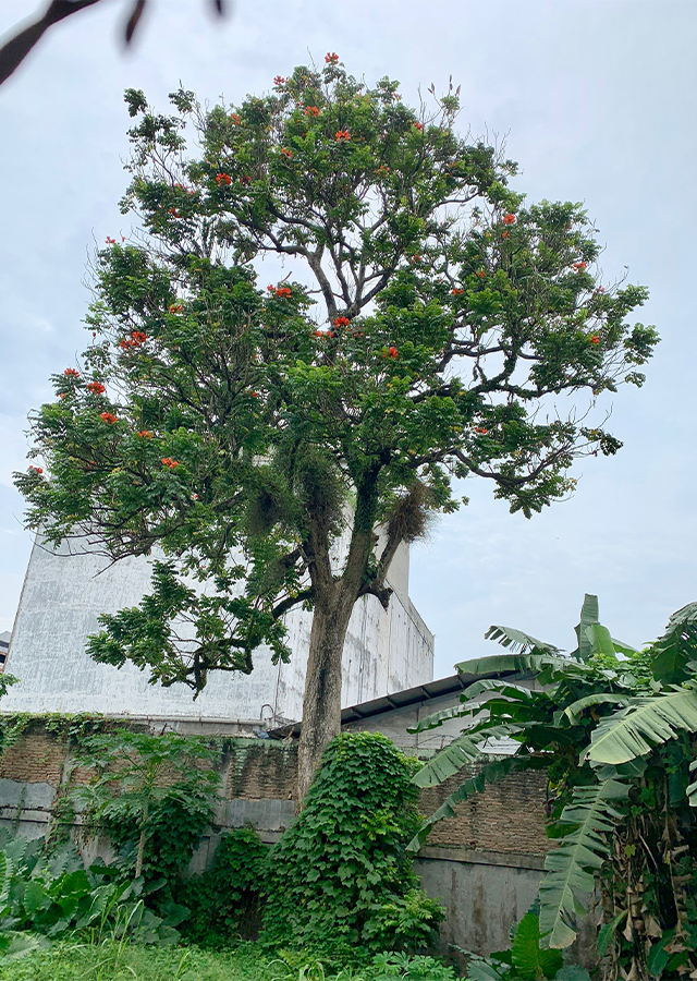 Penyebaran Kecrutan