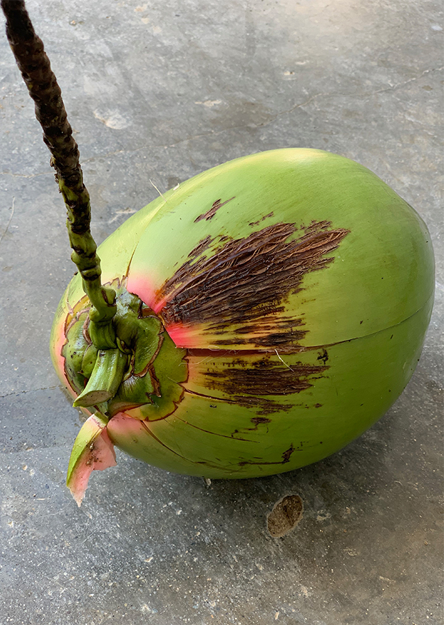 Penyebaran Kelapa