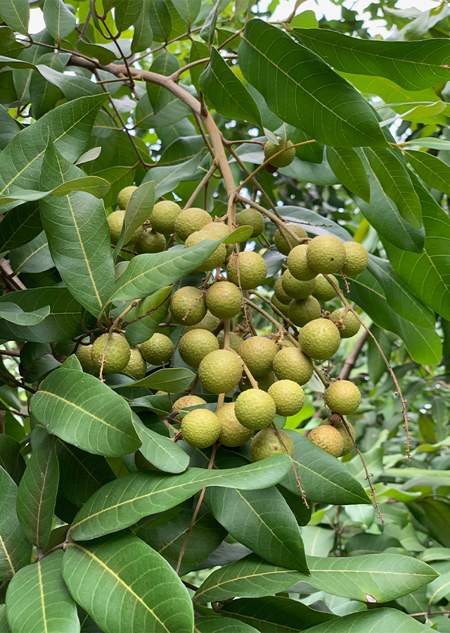 Penyebaran Kelengkeng