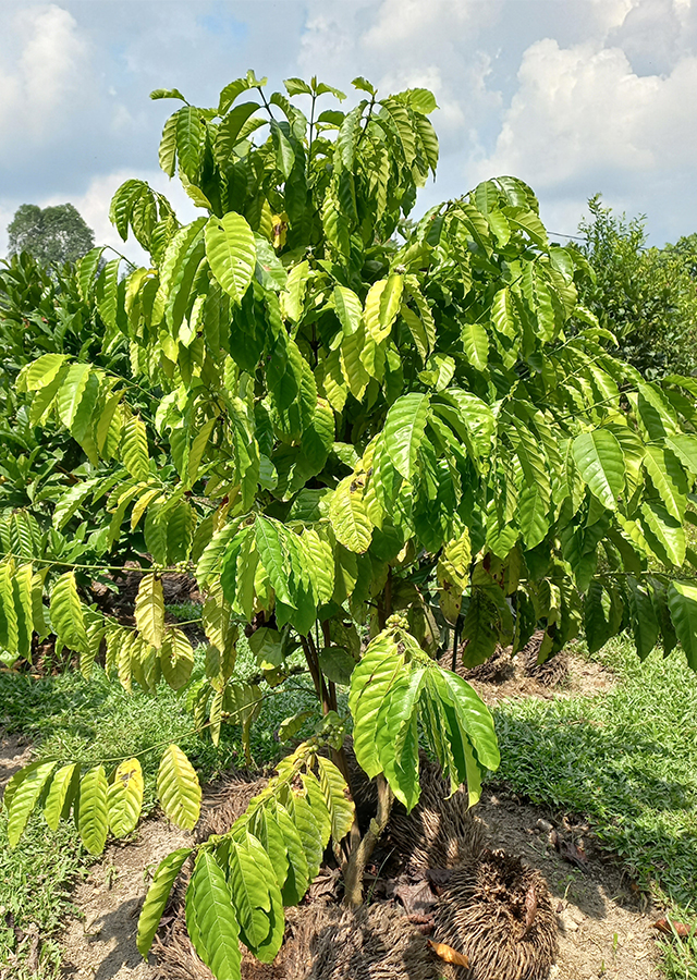 Penyebaran Kopi Excelsa