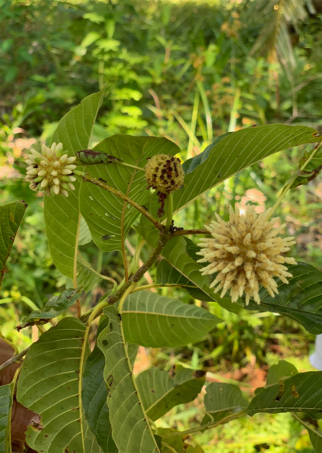 Penyebaran Kratom