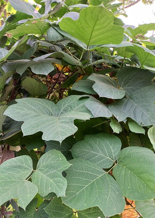 Penyebaran Kudzu