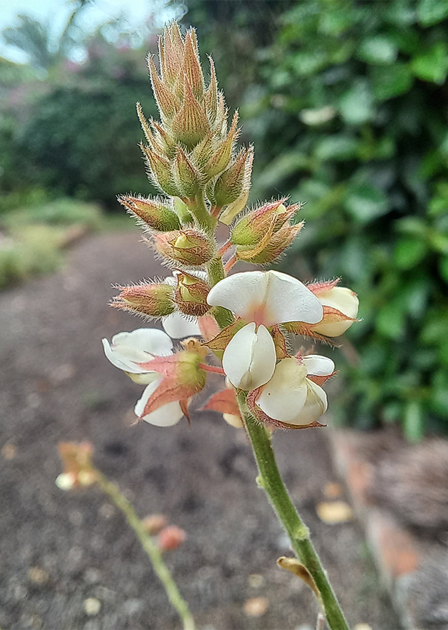 Penyebaran Kupu-Kupu Merah