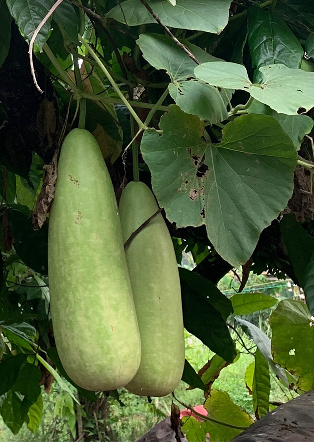 Penyebaran Labu Air dan Labu Botol