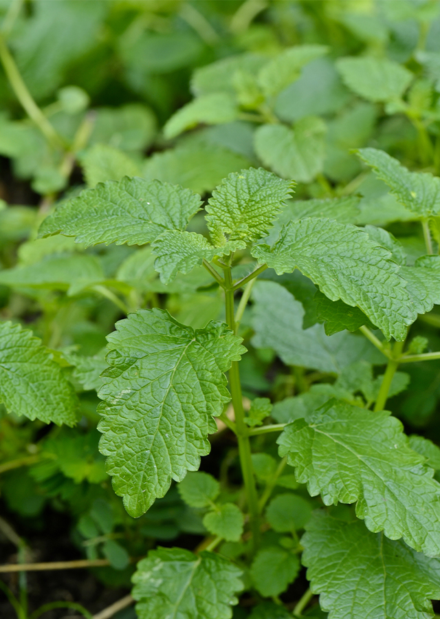 Penyebaran Lemon Balm