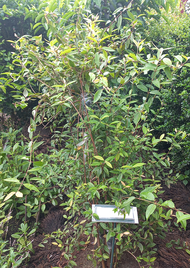 Penyebaran Lemon Myrtle