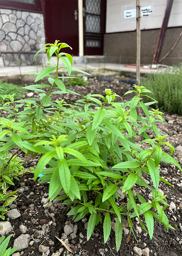 Penyebaran Lemon Verbena