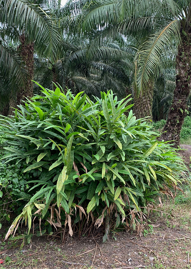 Penyebaran Lengkuas