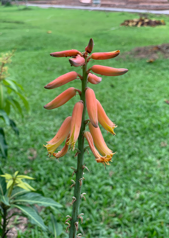 Penyebaran Lidah Buaya