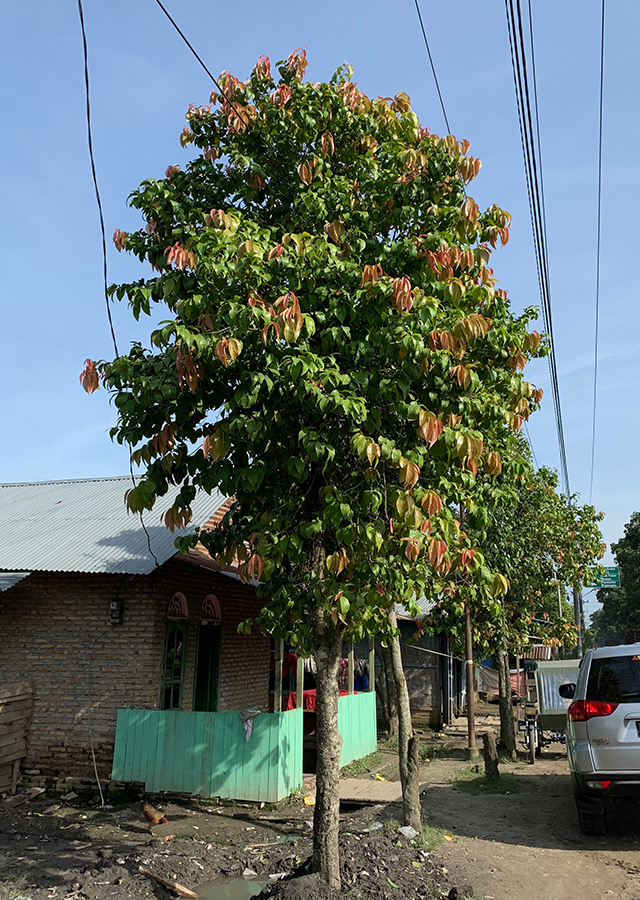 Penyebaran Lobi-Lobi