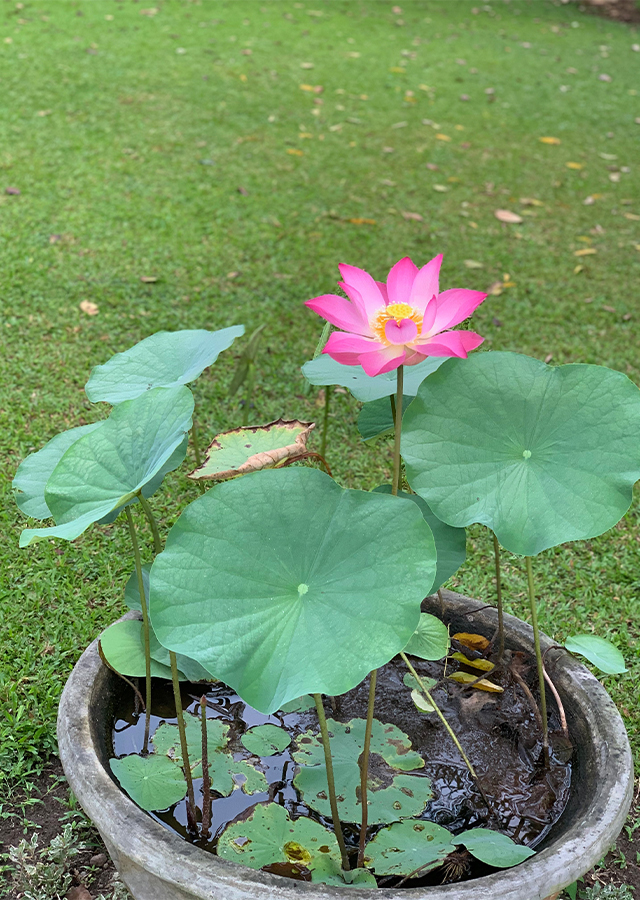 Penyebaran Lotus