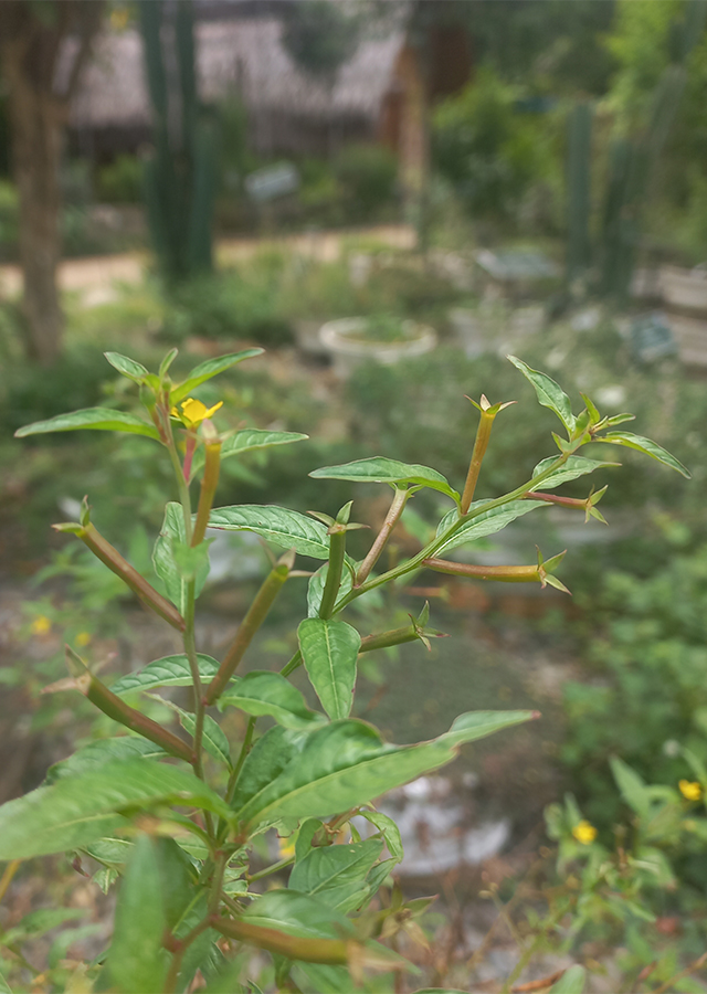 Penyebaran Ludwigia Perennis