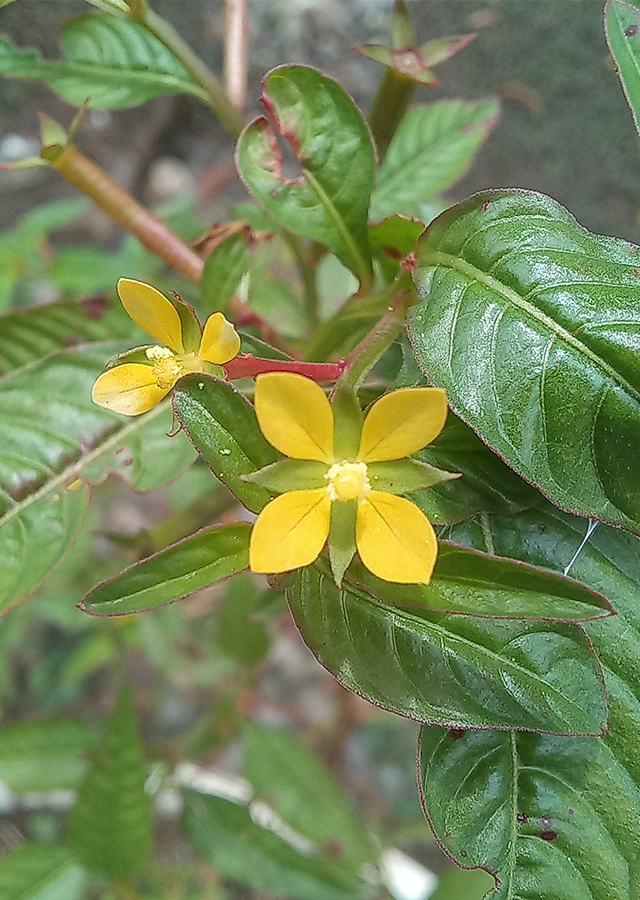 Penyebaran Ludwigia Perennis