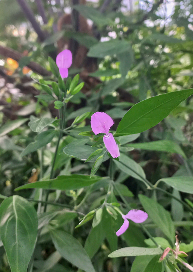 Penyebaran Magenta