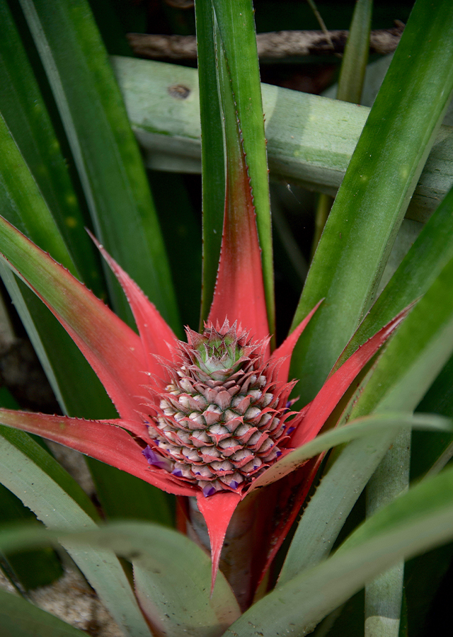 Penyebaran Nanas