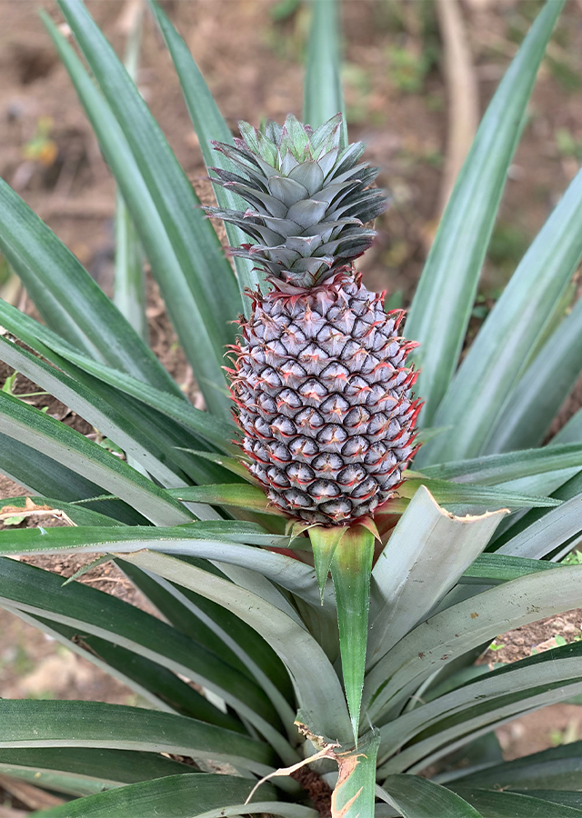 Penyebaran Nanas