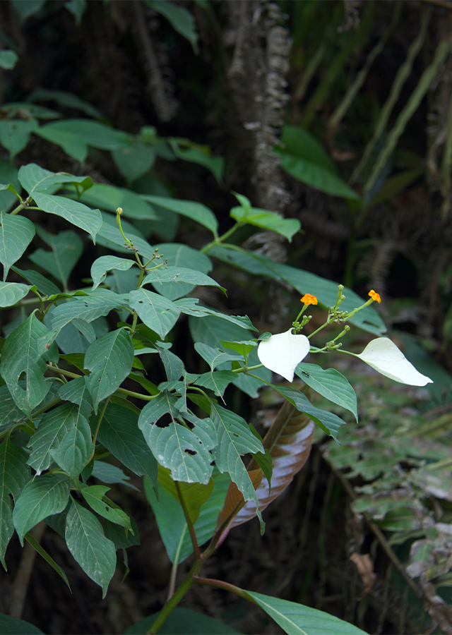 Penyebaran Nusa Indah Hutan