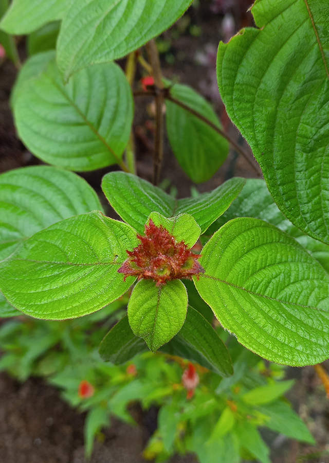 Penyebaran Nusa Indah Merah