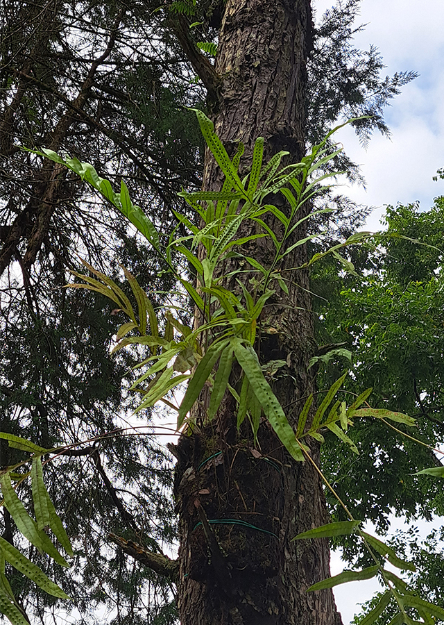 Penyebaran Paku Wangi