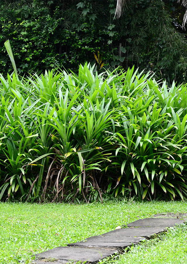 Penyebaran Pandan Wangi