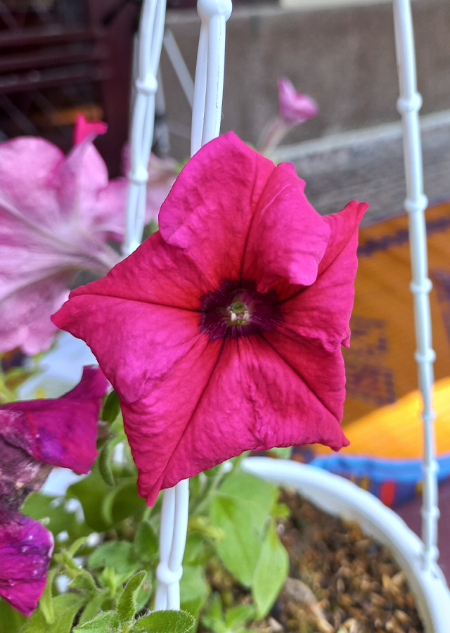 Penyebaran Petunia