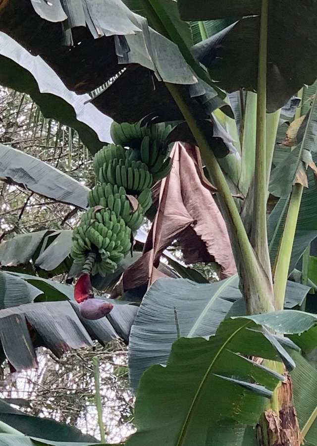 Penyebaran Pisang Kepok