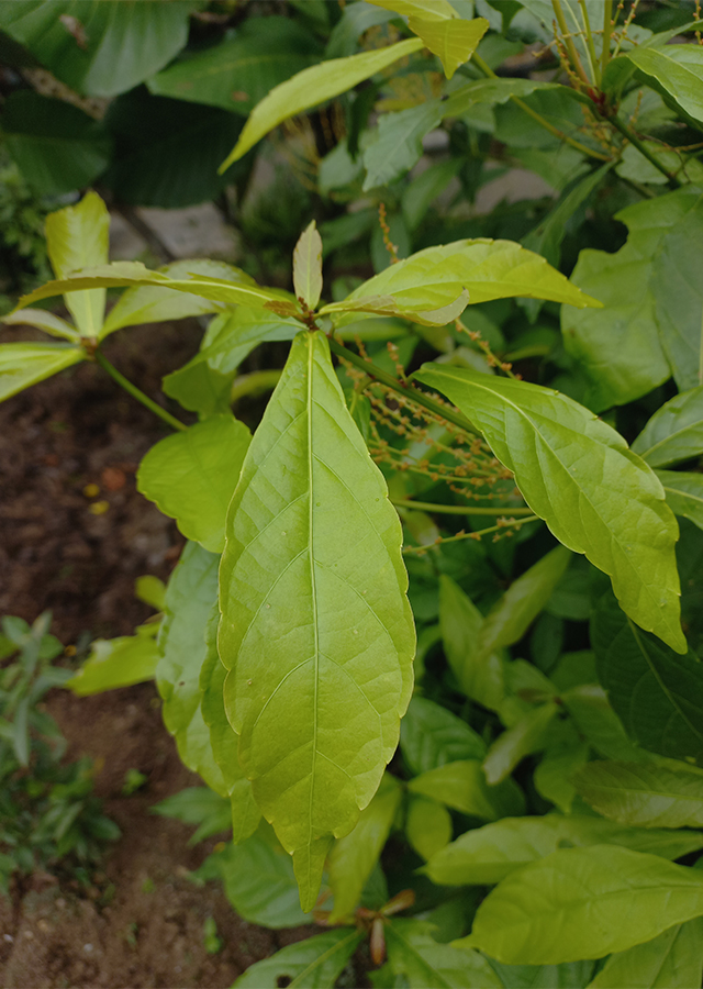 Penyebaran Pohon Alchorn