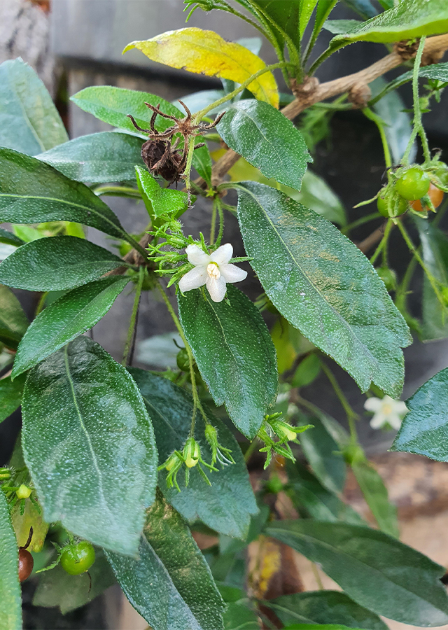 Penyebaran Pohon Hokianti