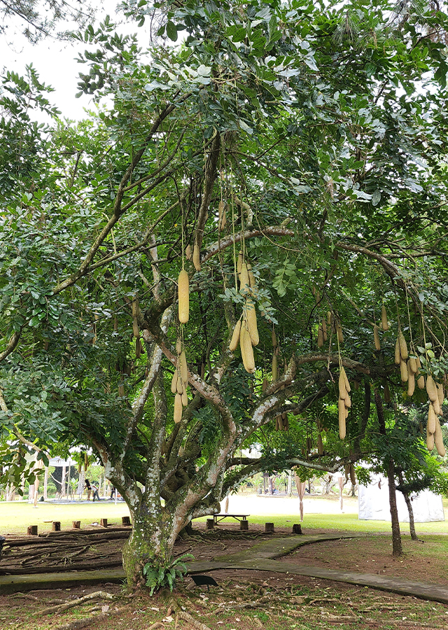 Penyebaran Pohon Sosis