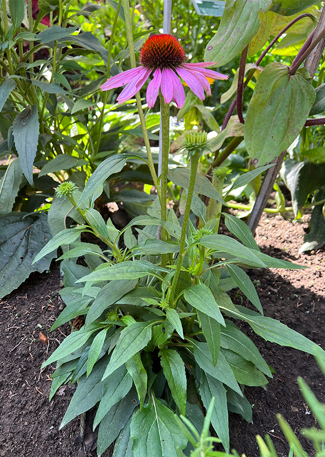 Penyebaran Purple Coneflower