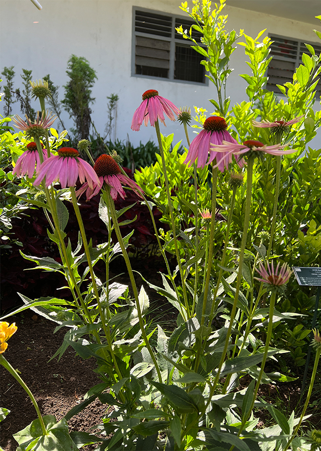 Penyebaran Purple Coneflower