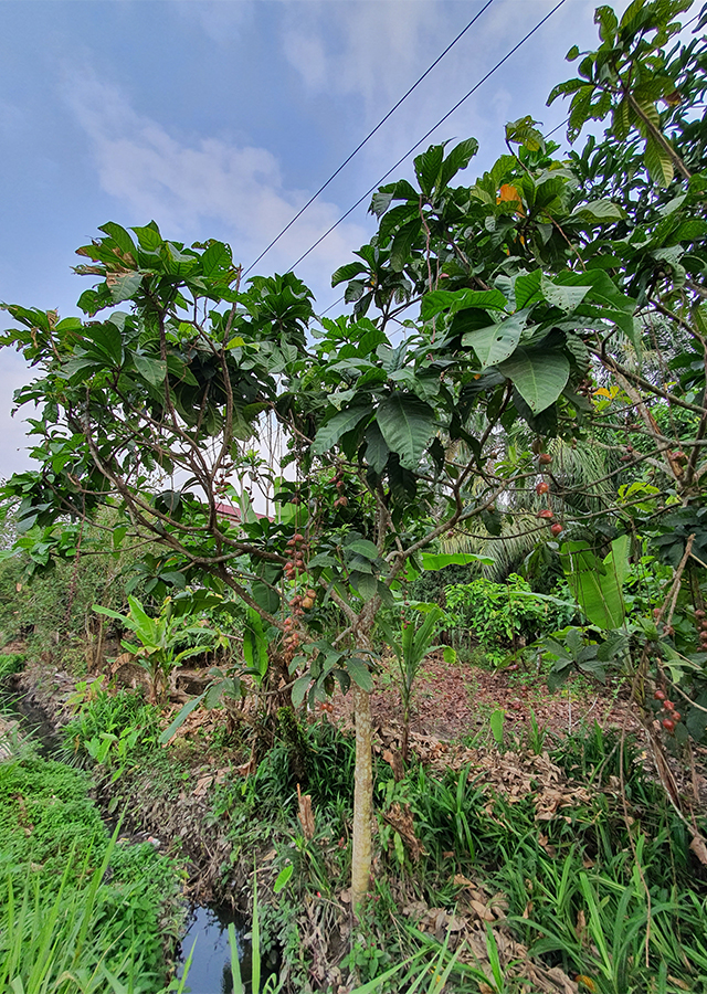 Penyebaran Putat Sungai