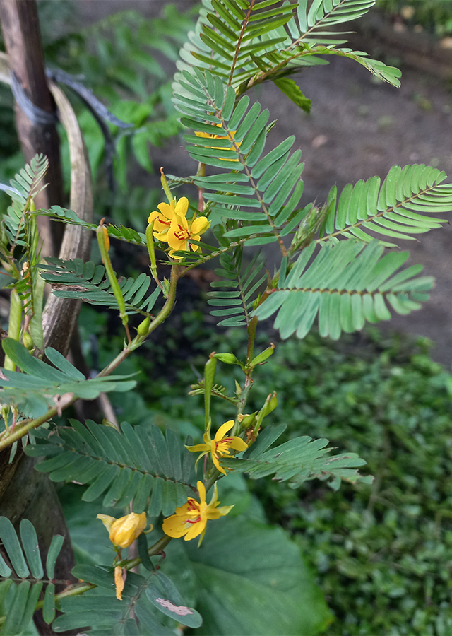 Penyebaran Putri Malu Kuning