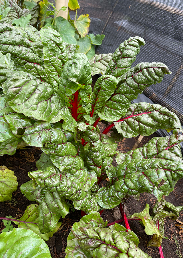 Penyebaran Rhubarb Chard Swiss