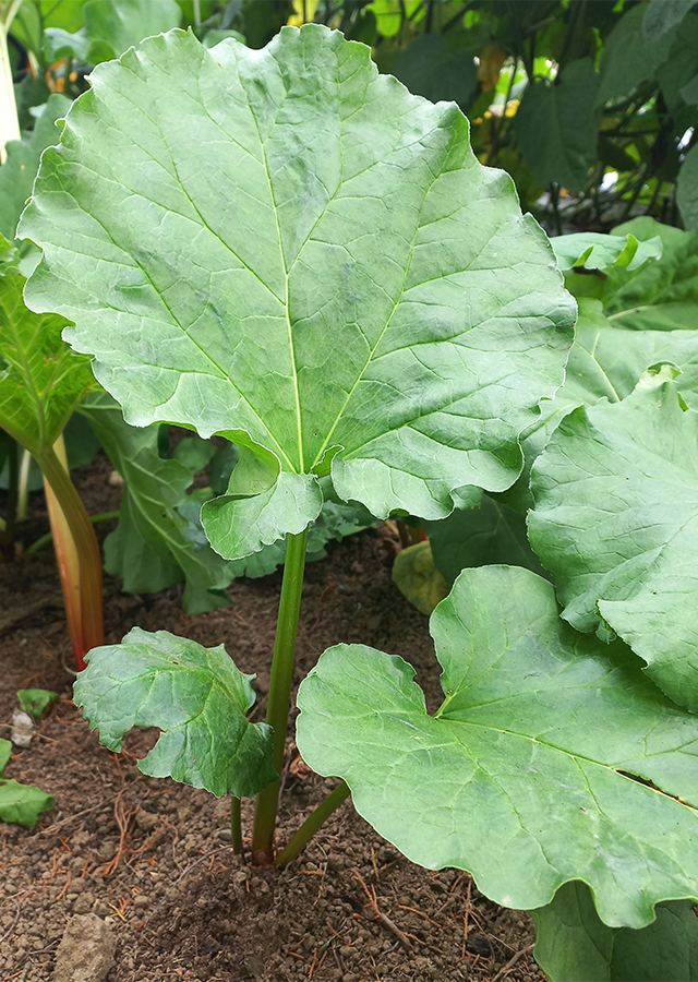 Penyebaran Rhubarb