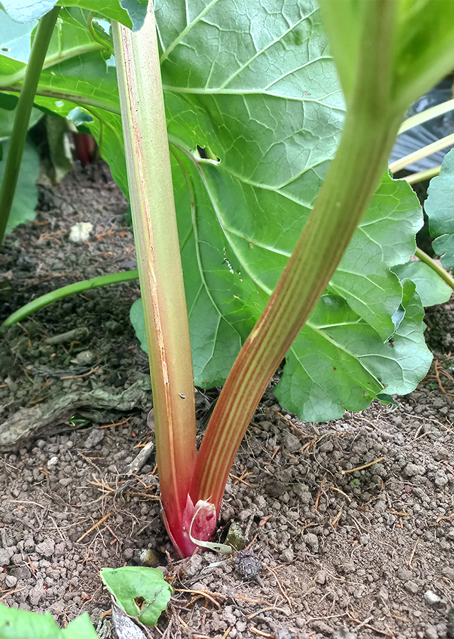 Penyebaran Rhubarb