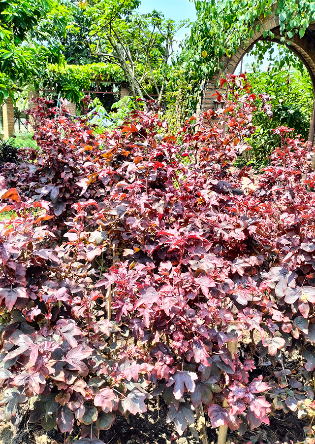 Penyebaran Rosella Daun Merah