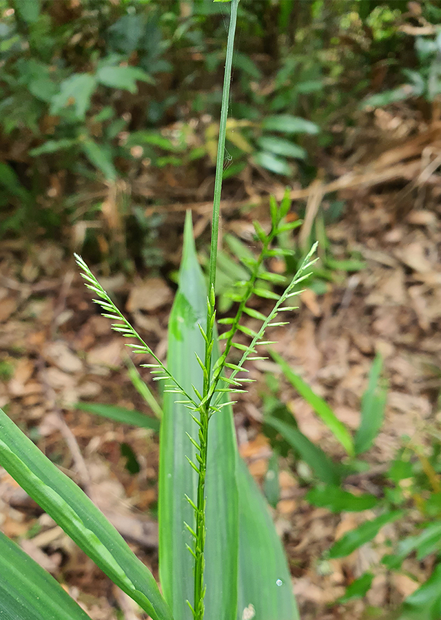 Penyebaran Rumput Bambu