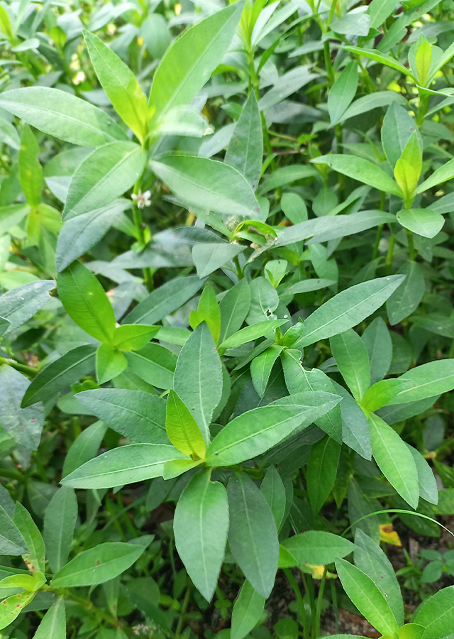 Penyebaran Rumput Buaya