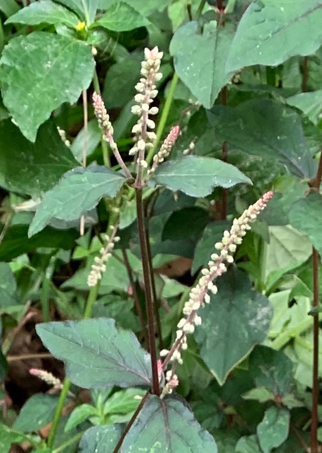 Penyebaran Rumput Jarang-Jarang