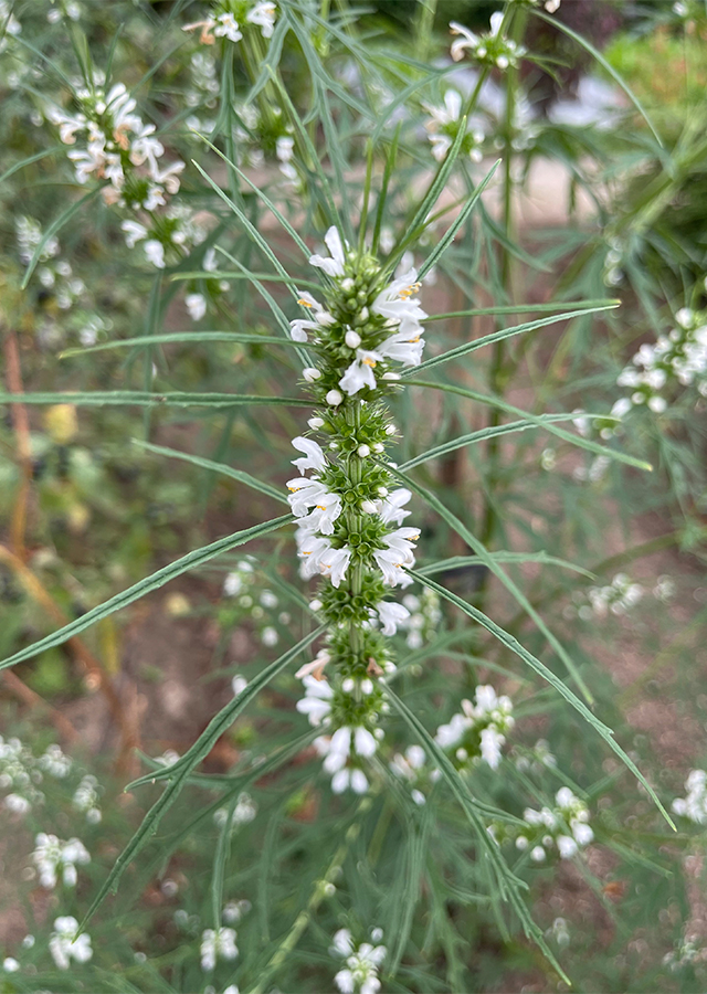 Penyebaran Rumput Madu