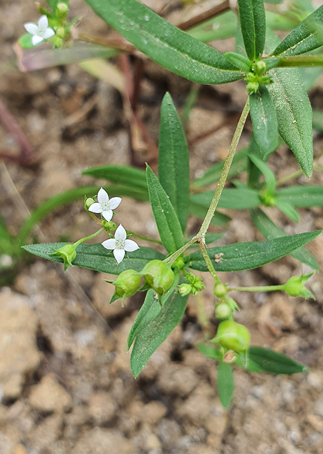 Penyebaran Rumput Mutiara