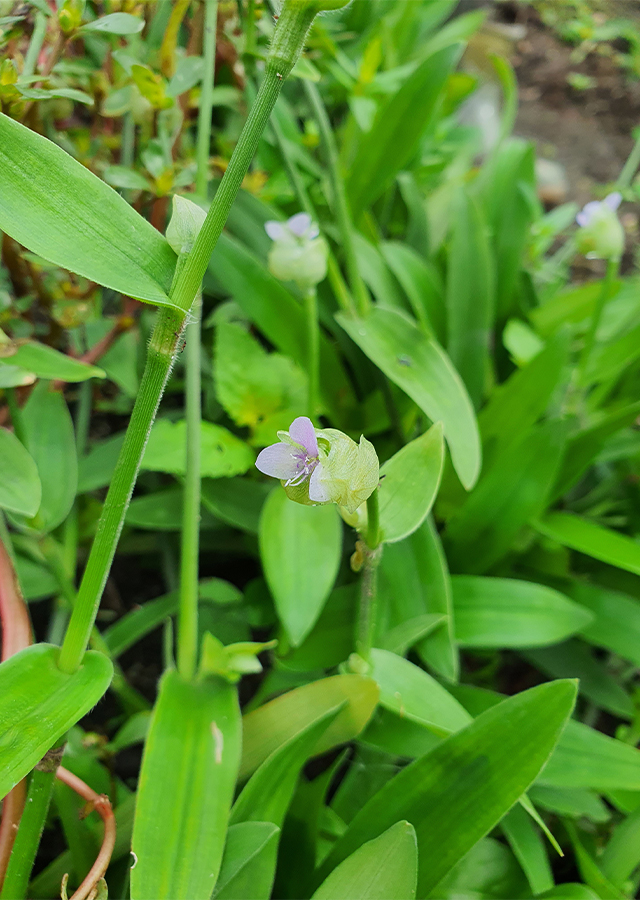 Penyebaran Rumput Pada Suka