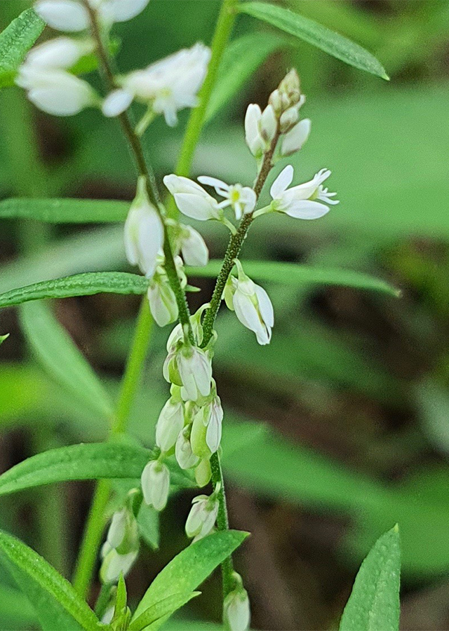 Penyebaran Rumput Remason