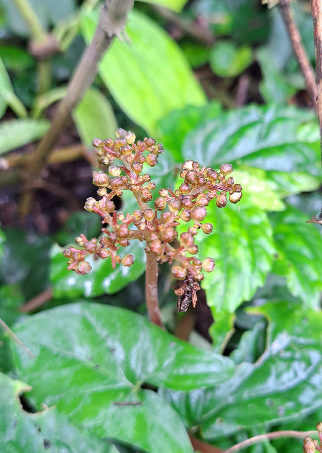 Penyebaran Rumput Sisik Naga