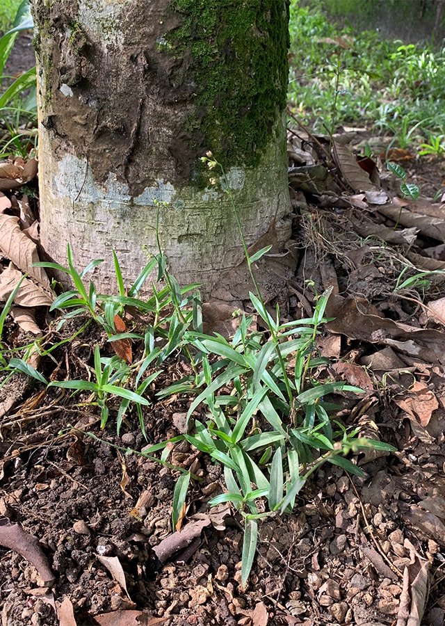 Penyebaran Rumput Tapak Burung